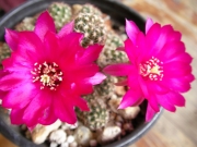 Кактус (Cactus)