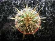 Кактус (Cactus)