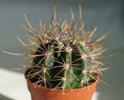 Кактус (Cactus)