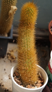 Кактус (Cactus)