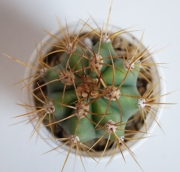 Кактус (Cactus)