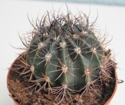 Кактус (Cactus)