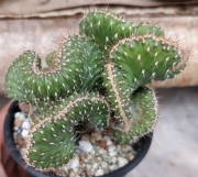 Кактус (Cactus cristata)