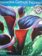 Кала черна (Zantedeschia Calla Captain Palermo)