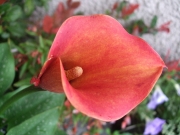 Кала червена (Zantedeschia Calla Captain Safari)