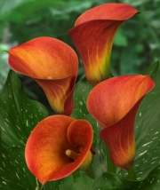 Кала (Zantedeschia Calla Captain Trinity)