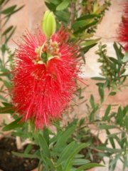 Калистемон червен (Callistemon)