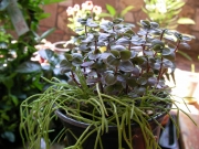 Кализия и Рипсалис (Callisia and Rhipsalis)
