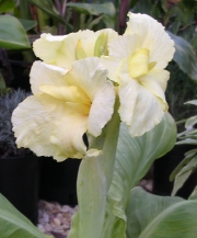 Кана (Canna Puck)