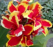 Кана (Canna Indica)