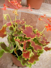 Канадско мушкато (Pelargonium Vancouver Centennial)
