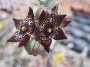 Каралума (Apteranthus joannis, Caralluma)