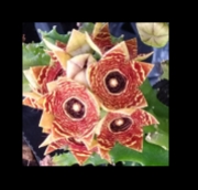Каралума (Caralluma crenulata カラルマ クレヌラータ)