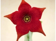 Каралума (Caralluma socotrana)