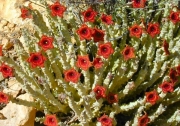 Каралума (Caralluma socotrana, Monolluma, Sanguilluma)