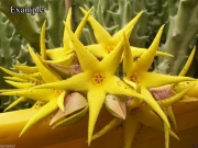 Каралума лутея (Caralluma lutea)