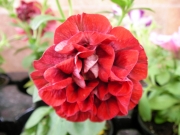 Каскадна петуния, кичеста, червена, разсад (Petunia)