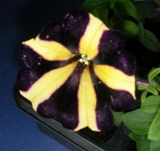 Каскадна петуния, разсад (Petunia)