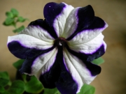 Каскадна петуния, разсад (Petunia)