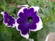 Каскадна петуния, разсад (Petunia)