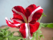 Каскадна петуния, разсад (Petunia)