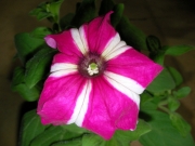 Каскадна петуния, разсад (Petunia)