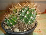 Клеистоцефалоцереус (Coleocephalocereus goebelianus)