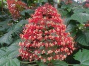 Клеродендрум (Clerodendrum starshine pagoda flower, Clerodendrum paniculatum starshine)