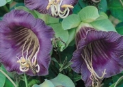 Кобея, семена (Cobea scandens)