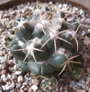 Корифанта (Coryphantha elephantidens)