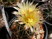 Корифанта (Coryphantha elephantides)