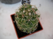 Корифанта (Coryphantha erecta)