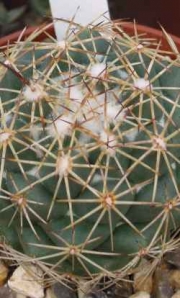 Корифанта (Coryphantha pallida)