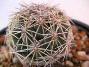 Корифанта (Coryphantha radians)