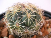 Корифанта (Coryphantha sp)