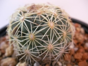 Корифанта (Coryphantha sp)