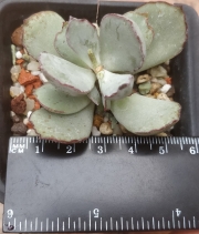 Котиледон (Cotyledon Chocoline)