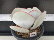 Котиледон (Cotyledon orbiculata hakubi)