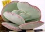 Котиледон (Cotyledon orbiculata Red Edge)