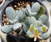 Котиледон (Cotyledon orbiculata var. oophylla cv)