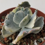 Котиледон (Cotyledon orbiculata variegated)