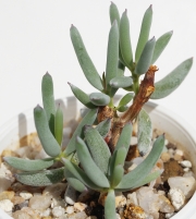 Котиледон (Cotyledon papillaris)