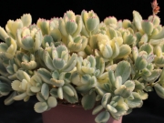 Котиледон (COTYLEDON tomentosa variegata LADY SMITHENSIS VARIEGATED)