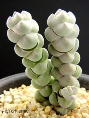 Красула арта (Crassula arta plegmathoides)