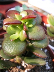 Красула (Crassula)