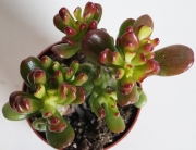 Красула (Crassula Red Horn)