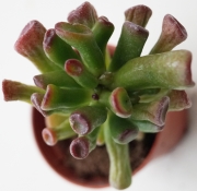 Красула (Crassula argentea Coral, Crassula gollum)
