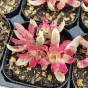 Красула (Crassula candy cane)