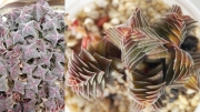 Красула (Crassula capitella ssp. thyrsiflora)