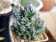 Красула (Crassula cv. Ivory Pagoda)